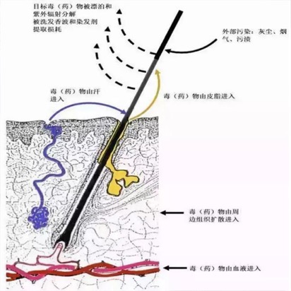 毛發(fā)毒品檢測儀檢測毛發(fā)的優(yōu)勢 特點(diǎn)如圖